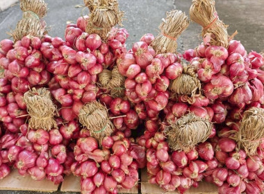 สหกรณ์จังหวัดนครปฐม ... พารามิเตอร์รูปภาพ 1